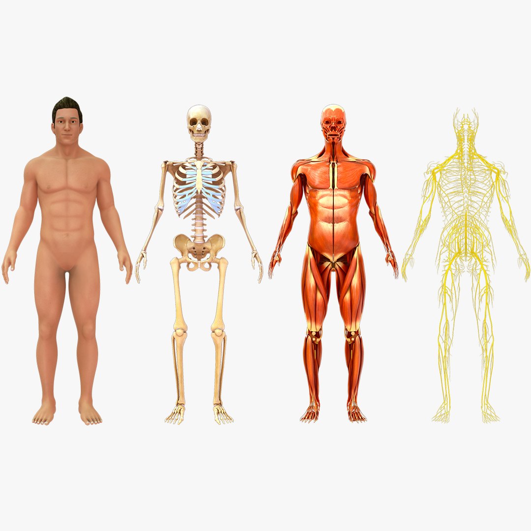Human Natural Body With Skeleton And Muscle System And Nervous