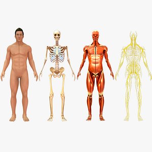 Human Natural Body With Skeleton And Muscle System and Nervous System model
