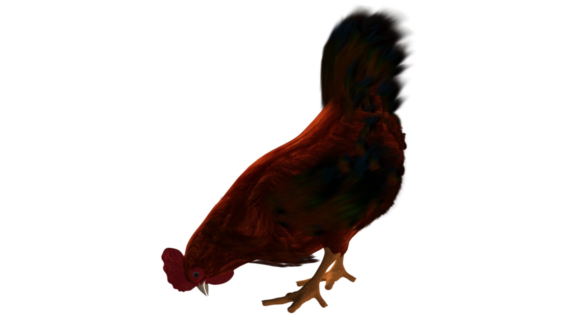 Chicken Roster 3D Model - TurboSquid 2042561