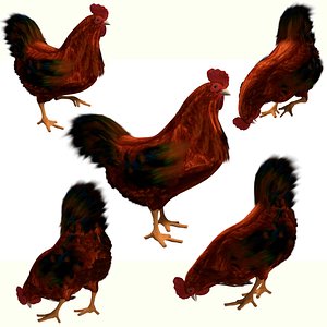 Chicken roster 3D model