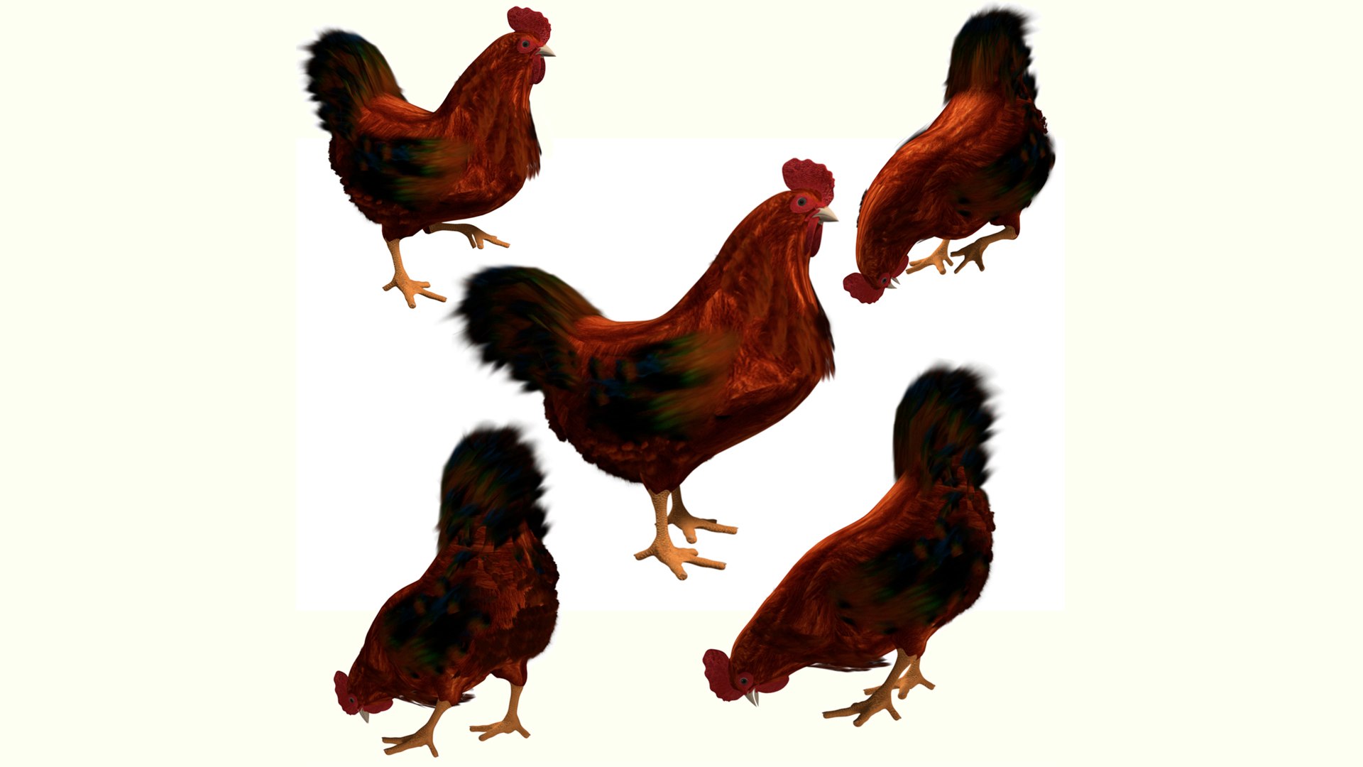 Chicken Roster 3D Model - TurboSquid 2042561