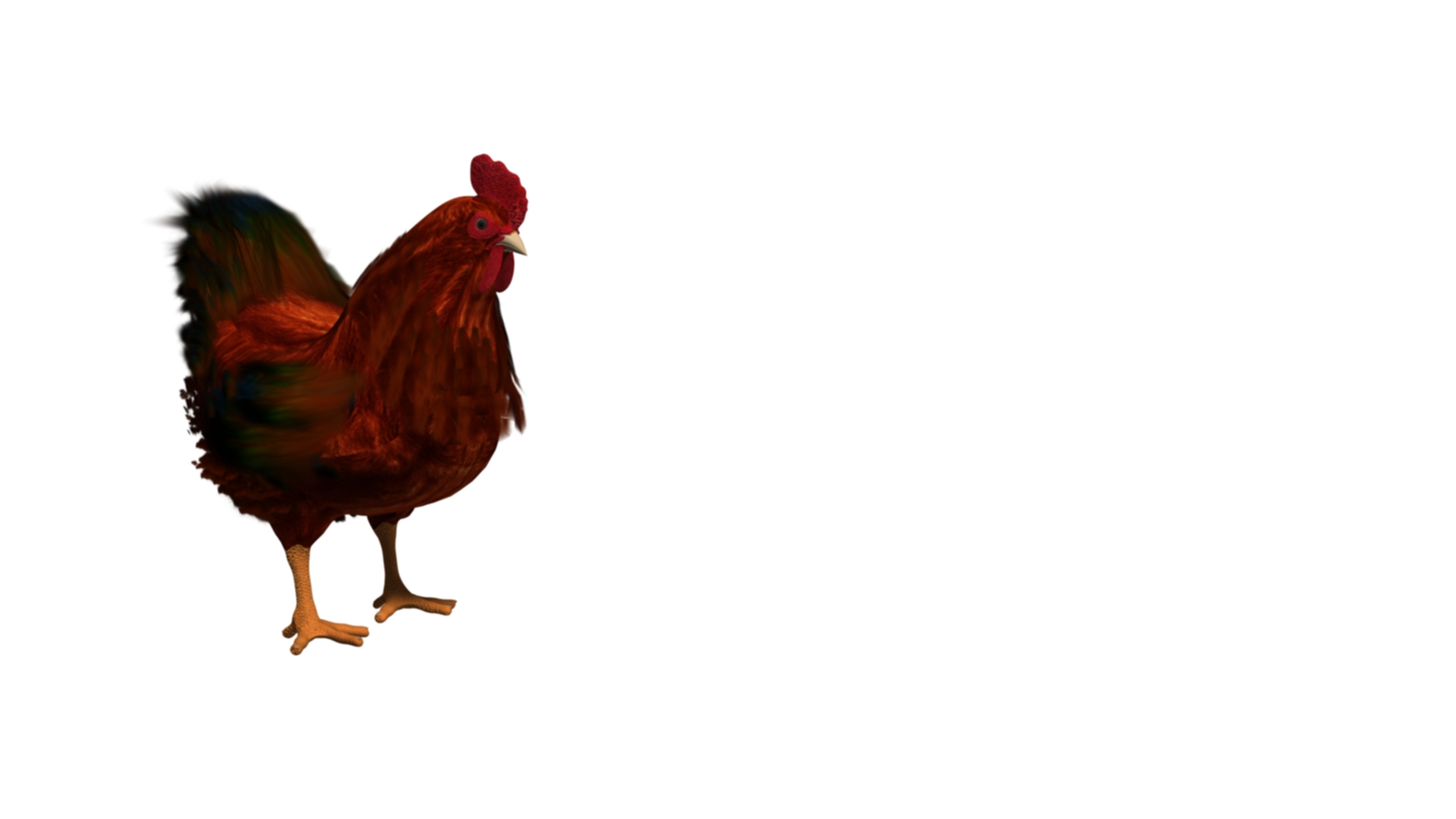 Chicken Roster 3D Model - TurboSquid 2042561
