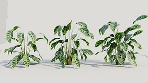 3D model Calathea zebrina a
