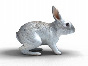 rabbit animation 3d fbx