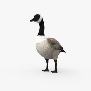 3D canada goose
