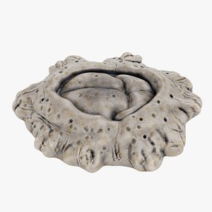 Cornish Barnacle