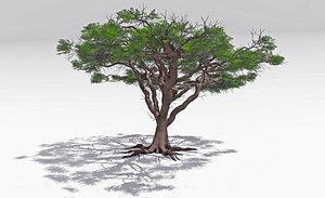 African Acacia Tree-S3 model
