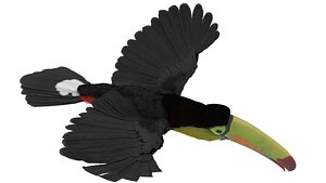 Flying Keel Billed Toucan Fur for Maya model