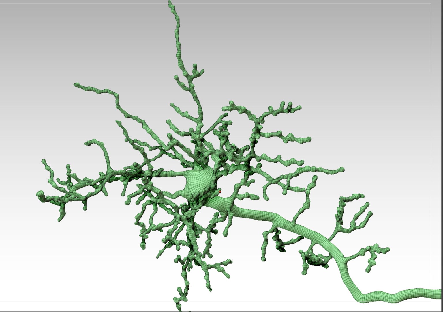 cerebral cortex neuron 3D model https://p.turbosquid.com/ts-thumb/ZP/rnZPMi/KjLMFy4V/preview_wf03/jpg/1553700949/1920x1080/fit_q87/124961b77511101f8b04456244306b588911bb6d/preview_wf03.jpg