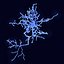 cerebral cortex neuron 3D model
