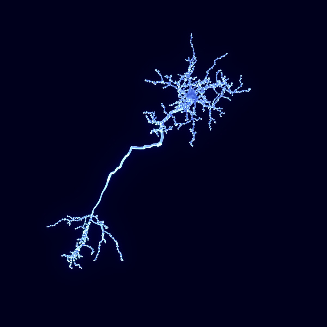 cerebral cortex neuron 3D model https://p.turbosquid.com/ts-thumb/ZP/rnZPMi/Nldm4AqI/neuron/jpg/1553702865/1920x1080/turn_fit_q99/14a1bf613e1ef362e9e31f5ed98dd94596a7db9d/neuron-1.jpg