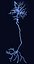 cerebral cortex neuron 3D model