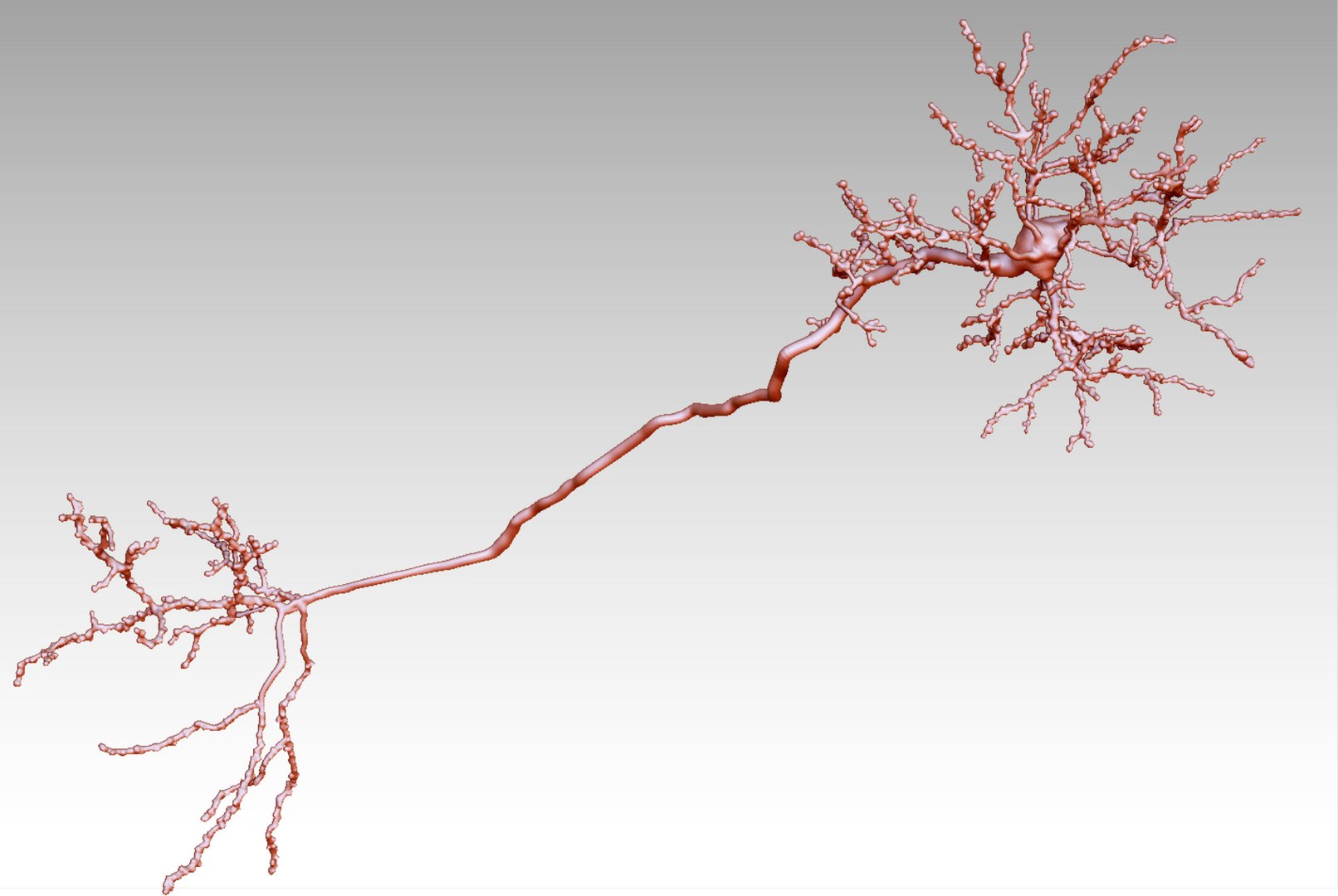 cerebral cortex neuron 3D model https://p.turbosquid.com/ts-thumb/ZP/rnZPMi/uqJAKwB5/preview_02/jpg/1553700949/1920x1080/fit_q87/8194de2a8fbc2dc41779d0d75fef88e7a12594c2/preview_02.jpg