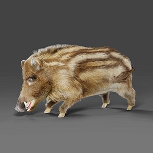 3D Fur Wild Boar V03 Rigged and Animation model