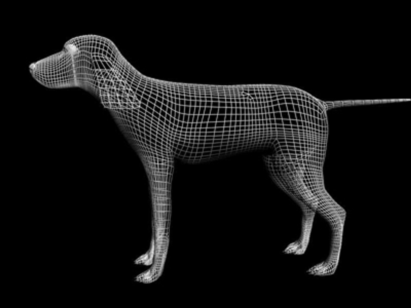 Dog Canine 3d Model
