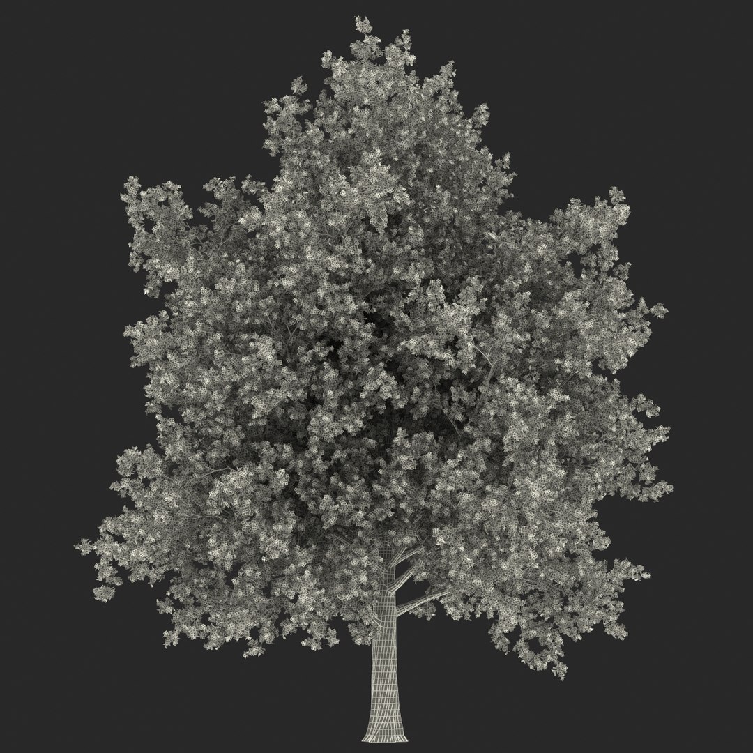 obj red maple tree autumn https://p.turbosquid.com/ts-thumb/ZP/xLLAt5/0gO92uNi/redmapletreeautumn3dmodel23/jpg/1440147157/1920x1080/fit_q87/7cecde01362b30a3999cdd21ba8ce3d923225e53/redmapletreeautumn3dmodel23.jpg