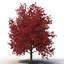 Red Maple Tree Autumn