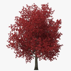 obj red maple tree autumn