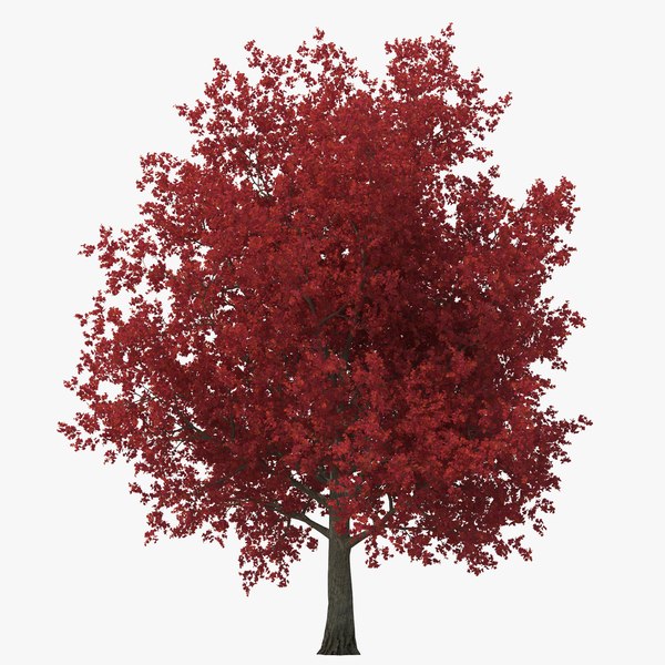 redmapletreeautumn3dmodel00.jpg