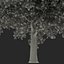 Red Maple Tree Autumn