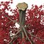 Red Maple Tree Autumn
