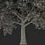 Red Maple Tree Autumn