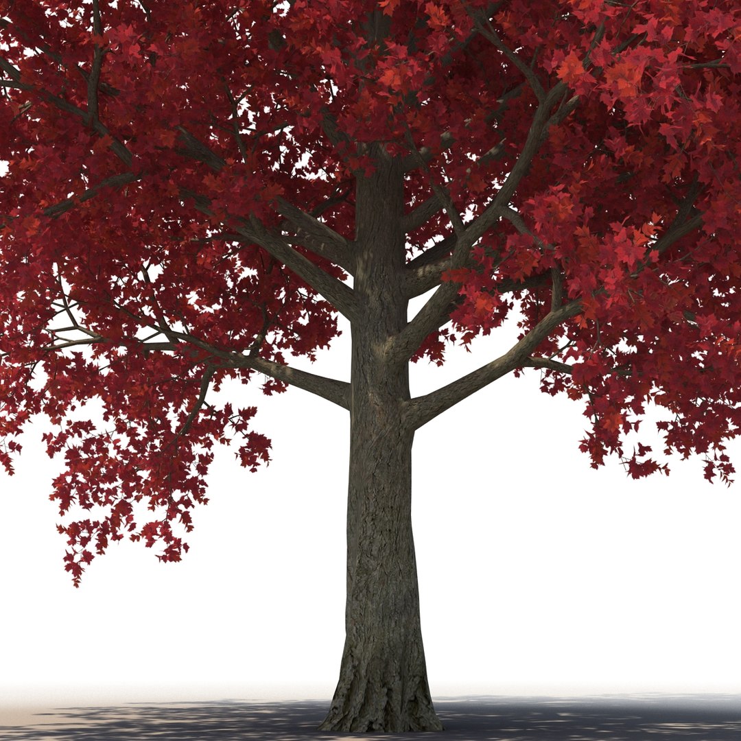 obj red maple tree autumn https://p.turbosquid.com/ts-thumb/ZP/xLLAt5/ORGkfbu3/redmapletreeautumn3dmodel10/jpg/1440147156/1920x1080/fit_q87/12e776c72cf3bfe191873c7ef7e0f1007e5c9d9e/redmapletreeautumn3dmodel10.jpg