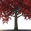 Red Maple Tree Autumn