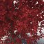 Red Maple Tree Autumn