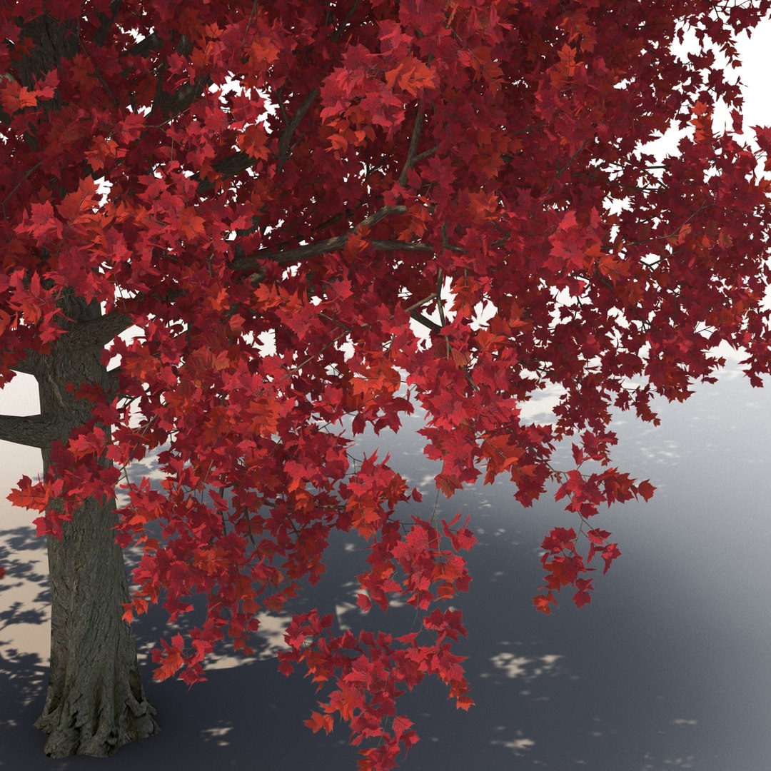 obj red maple tree autumn https://p.turbosquid.com/ts-thumb/ZP/xLLAt5/QQLDf6p0/redmapletreeautumn3dmodel15/jpg/1440147156/1920x1080/fit_q87/b63ecb3cf261f542b5a287471cc0a15eaeaf7f82/redmapletreeautumn3dmodel15.jpg