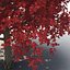 Red Maple Tree Autumn