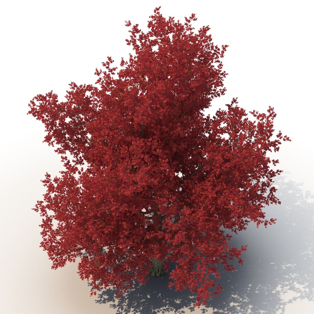 obj red maple tree autumn https://p.turbosquid.com/ts-thumb/ZP/xLLAt5/RlD0YEcI/redmapletreeautumn3dmodel06/jpg/1440147156/1920x1080/fit_q87/7128e0cac0a8716c065caf7bc2aaeda4bcbb7c7a/redmapletreeautumn3dmodel06.jpg