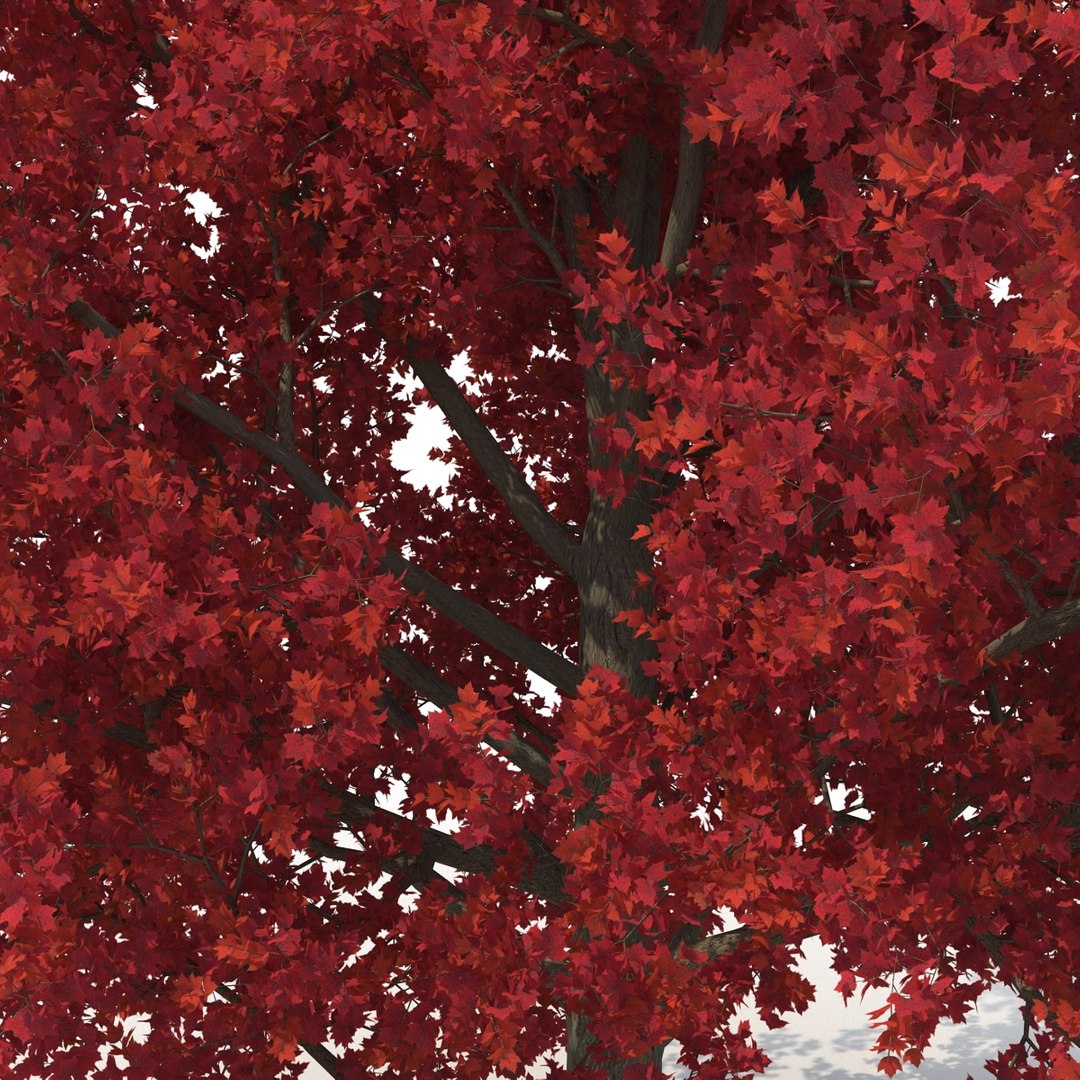 obj red maple tree autumn https://p.turbosquid.com/ts-thumb/ZP/xLLAt5/WNEgtjjj/redmapletreeautumn3dmodel13/jpg/1440147156/1920x1080/fit_q87/a9f03210211e0715b6d05205022ed4531b6aa35e/redmapletreeautumn3dmodel13.jpg