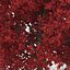 Red Maple Tree Autumn