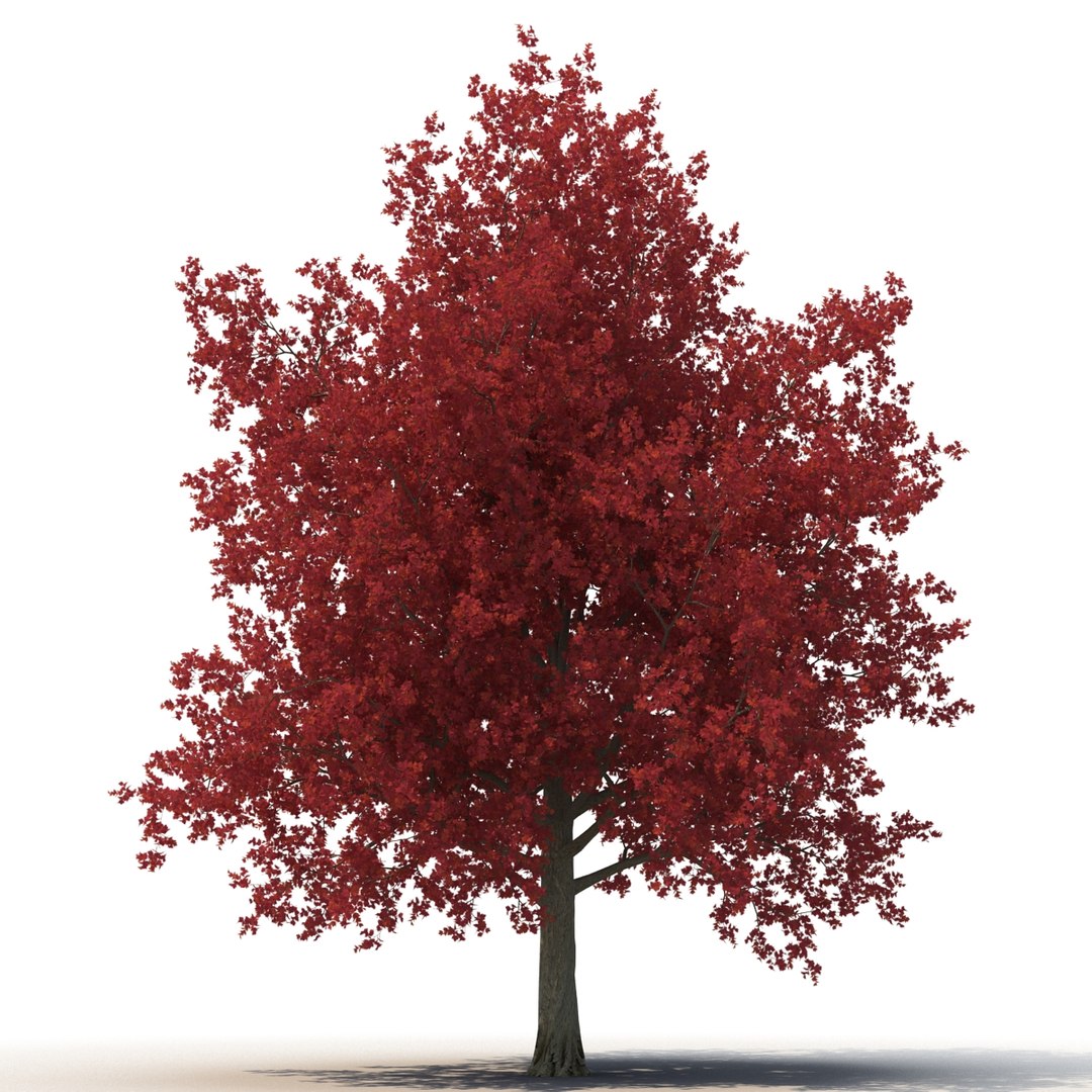 obj red maple tree autumn https://p.turbosquid.com/ts-thumb/ZP/xLLAt5/XpZUMUp1/redmapletreeautumn3dmodel02/jpg/1440147155/1920x1080/fit_q87/9c45bc6a24d76186a33c48ab8ba7bcaee90b2e68/redmapletreeautumn3dmodel02.jpg