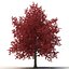 Red Maple Tree Autumn