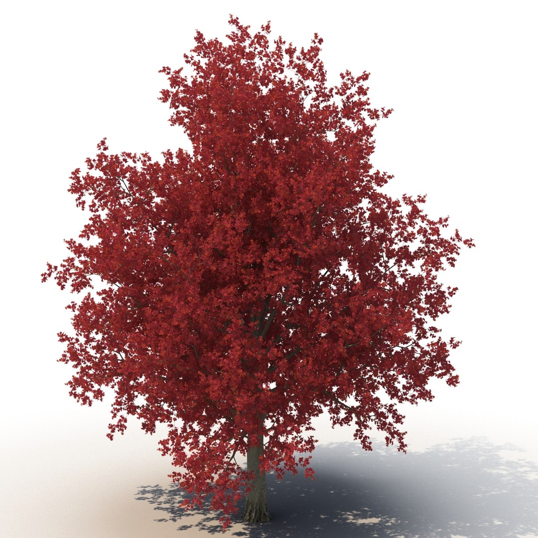 obj red maple tree autumn https://p.turbosquid.com/ts-thumb/ZP/xLLAt5/ZAmQWVuv/redmapletreeautumn3dmodel04/jpg/1440147155/1920x1080/fit_q87/68f2f48fadc1c74a432b1db42cab9b4acb0d5714/redmapletreeautumn3dmodel04.jpg