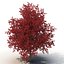Red Maple Tree Autumn