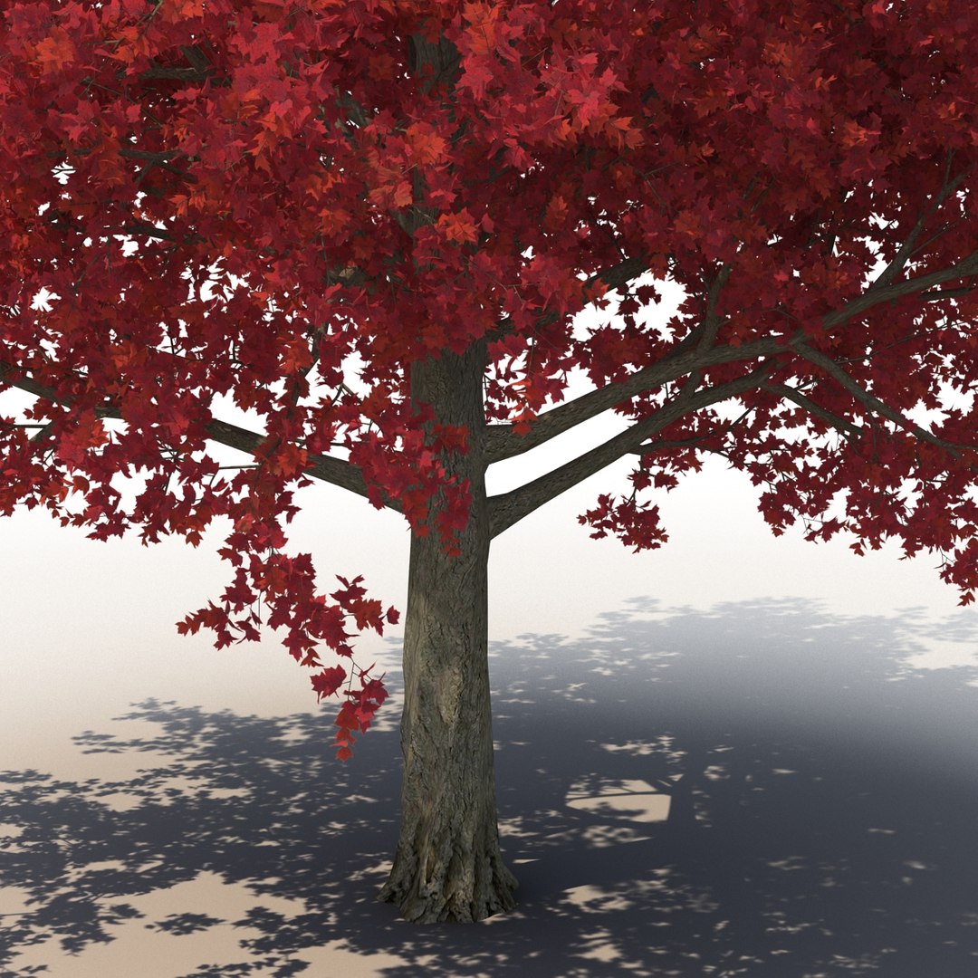 obj red maple tree autumn https://p.turbosquid.com/ts-thumb/ZP/xLLAt5/bup5r6Ts/redmapletreeautumn3dmodel11/jpg/1440147156/1920x1080/fit_q87/630fc0a4d5c4b5523c92be5f2e52c35c55c2421d/redmapletreeautumn3dmodel11.jpg