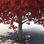 Red Maple Tree Autumn