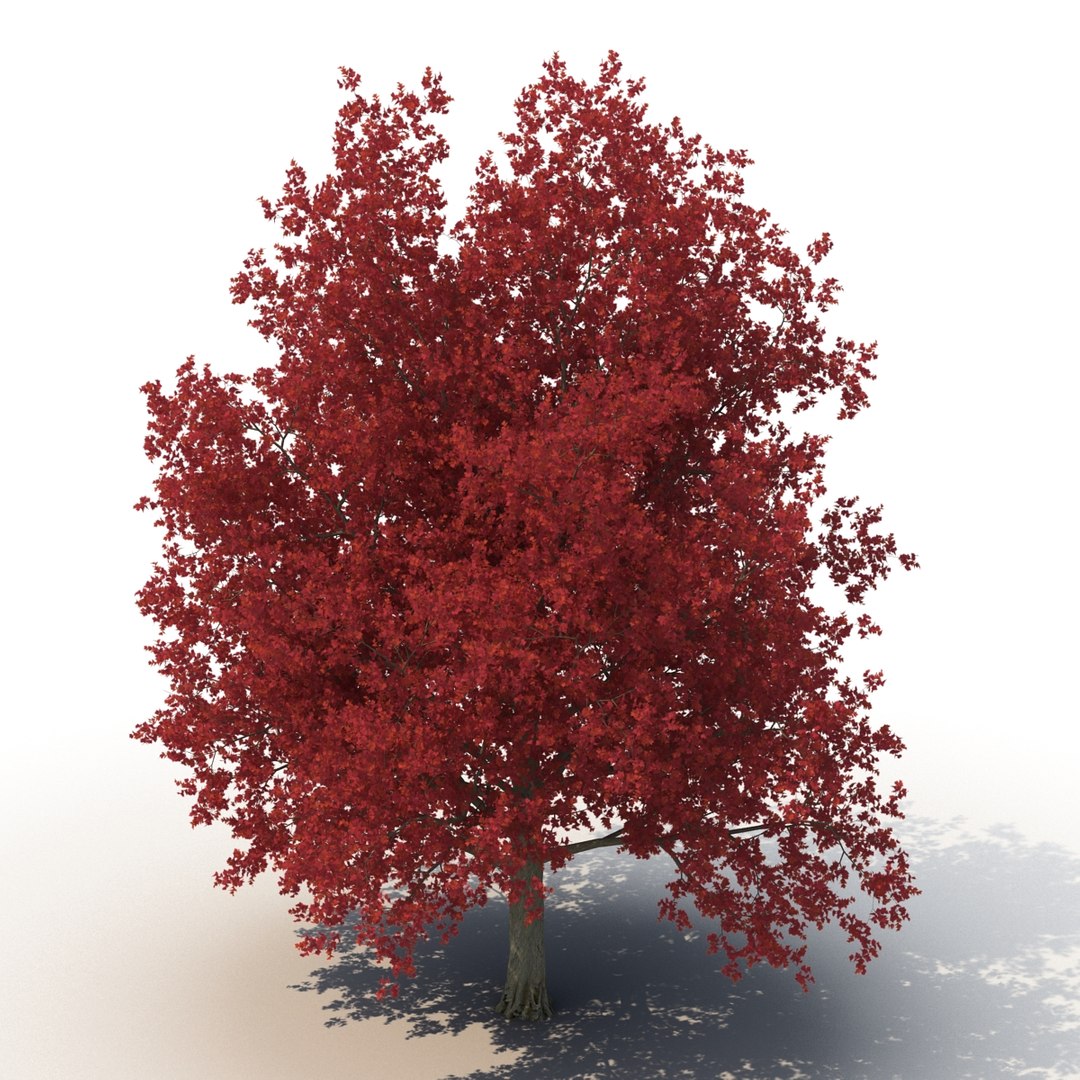 obj red maple tree autumn https://p.turbosquid.com/ts-thumb/ZP/xLLAt5/bwwB2pTl/redmapletreeautumn3dmodel05/jpg/1440147156/1920x1080/fit_q87/eec3f3b2975a98494443dc691afc84f38a8def11/redmapletreeautumn3dmodel05.jpg