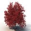 Red Maple Tree Autumn