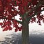 Red Maple Tree Autumn