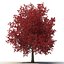 Red Maple Tree Autumn