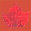 Red Maple Tree Autumn