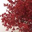 Red Maple Tree Autumn