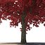 Red Maple Tree Autumn