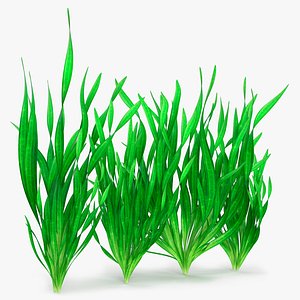 Spiral Vallisneria Aquatic Plant for Aquarium Set 3D model