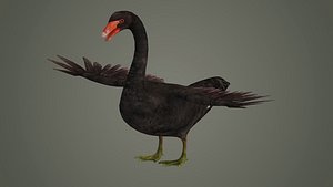 wan bird animal fly feather wing beak american north