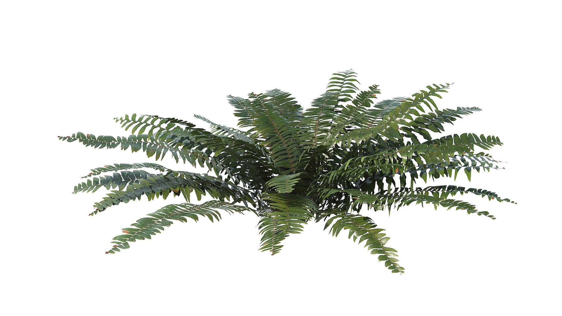 3D Sword Fern Bundle model https://p.turbosquid.com/ts-thumb/ZQ/GKXyik/52/a_0000/jpg/1748941465/1920x1080/fit_q87/4bf9a3e8246743074104636a0c67d101e83551fe/a_0000.jpg